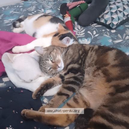 Foto 1/1 Tigri Chat perdido en Inzinzac lochrist