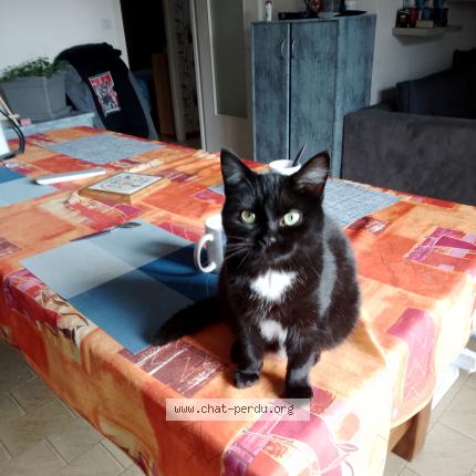 Foto 1/1 Lisette Chat perdido en Saint jean de monts