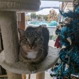 Foto del gato perdido en Cazaux