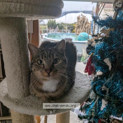 Foto 1/1 Minka Chat perdido en Cazaux