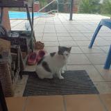 Foto de gato encontrado en Sarzeau