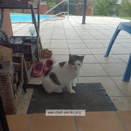 Foto 1/1 Gato encontrado Encontrado en Sarzeau