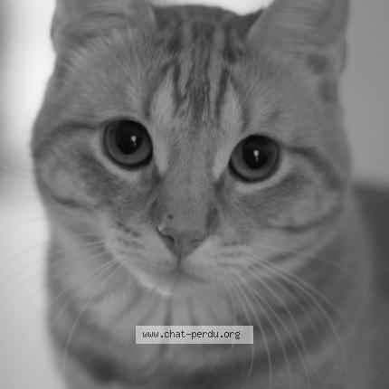 Foto 1/1 Yamcha Chat perdido en Lessy