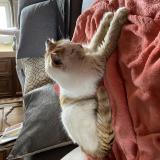 Foto de gato encontrado en Corlay