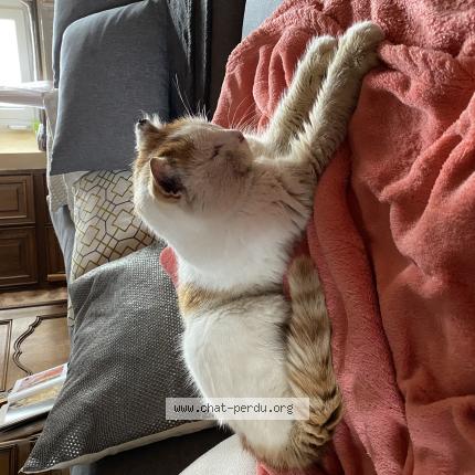 Foto 1/1 Gato encontrado Encontrado en Corlay