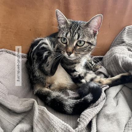 Foto 2/5 Pipistrella avant adoption Lila Chat perdido en Les lilas