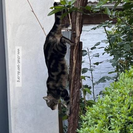 Foto 3/5 Pipistrella avant adoption Lila Chat perdido en Les lilas