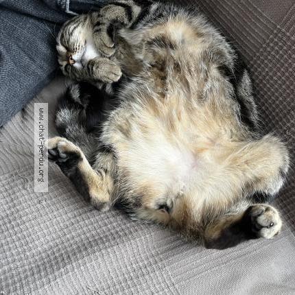 Foto 4/5 Pipistrella avant adoption Lila Chat perdido en Les lilas