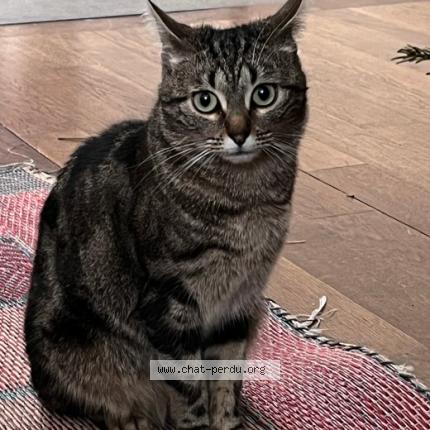 Foto 5/5 Pipistrella avant adoption Lila Chat perdido en Les lilas