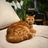 Foto del gato perdido en Bruxelles