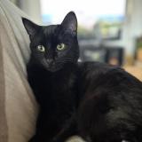 Foto del gato perdido en Le Perreon