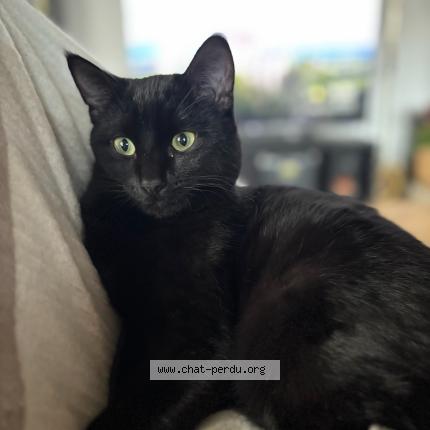 Foto 1/1 Nyx Chat perdido en Le perreon
