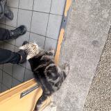 Foto de gato encontrado en Orleans