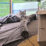 Foto de gato encontrado en Cenon