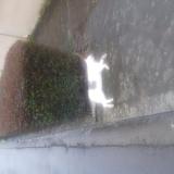 Foto de gato encontrado en Quedillac