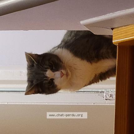 Foto 1/1 Poema Chat perdido en Kraainem