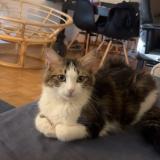 Foto del gato perdido en Grolley