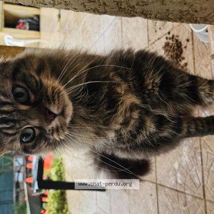 Foto 1/1 Gato encontrado Encontrado en Canet