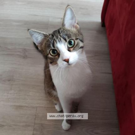 Foto 1/1 yankee Chat perdido en Paris