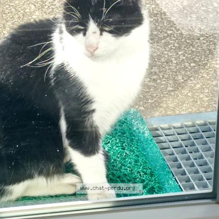 Foto 1/1 Gato encontrado Encontrado en Perrigny les dijon