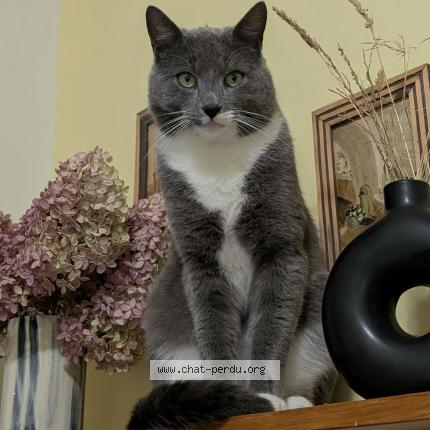 Foto 1/1 Gato encontrado Perdido en Shawinigan