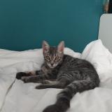 Foto del gato perdido en La Murette