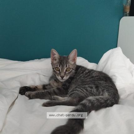 Foto 1/1 Bloom Chat perdido en La murette