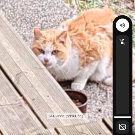 Foto 1/1 Gato encontrado Encontrado en Toulouse