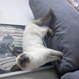 Foto del gato perdido en Toulouse