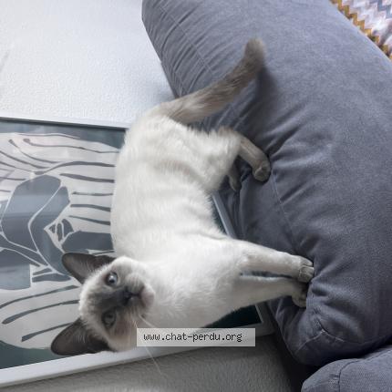 Foto 1/1 Booba Chat perdido en Toulouse