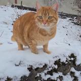 Foto del gato perdido en Bonnecourt