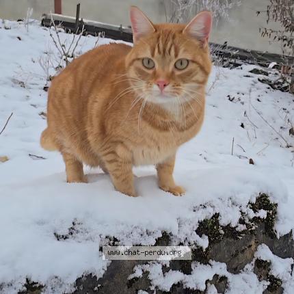 Foto 1/1 Ziggy Chat perdido en Bonnecourt