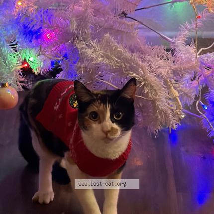 Foto 1/1 Red Bull Chat perdido en Peoria