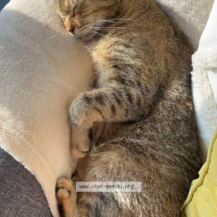 Foto 1/1 Junior Chat perdido en Richardais