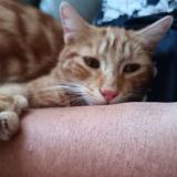 Foto del gato perdido en Martinet