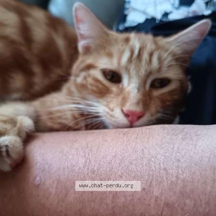 Foto 1/1 Simbouche Chat perdido en Martinet