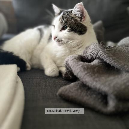 Foto 1/1 Mimie Chat perdido en Tourlaville