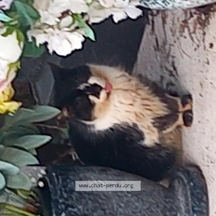 Foto 1/1 Gato encontrado Encontrado en Lyon 3e arrondissement 69003