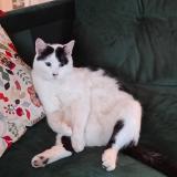 Foto del gato perdido en Strasbourg