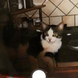 Foto del gato perdido en Ecommoy