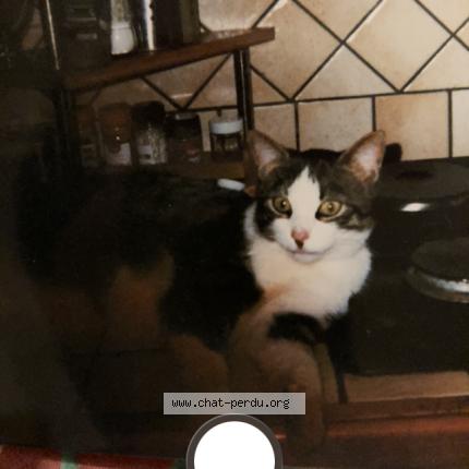 Foto 1/1 King Chat perdido en Ecommoy