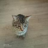 Foto del gato perdido en La Tour Du Pin