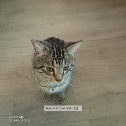 Foto 1/1 Sully Chat perdido en La tour du pin