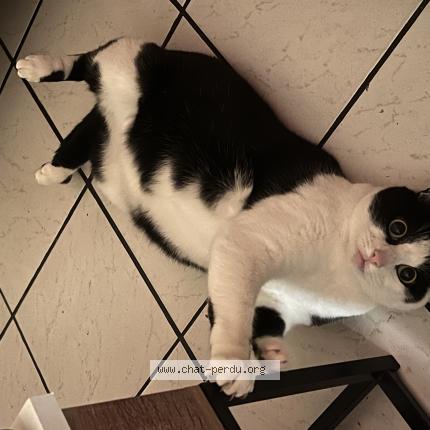 Foto 1/1 Marcel Chat perdido en Rouen