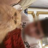 Foto del gato perdido en Nice