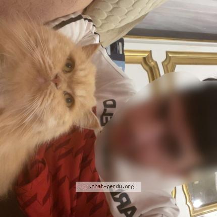 Foto 1/1 Flèche Chat perdido en Nice