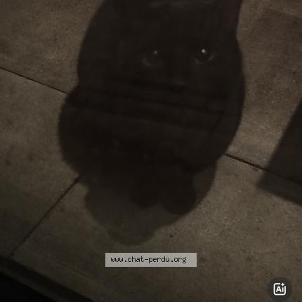 Foto 1/1 Gato encontrado Encontrado en Bruxelles