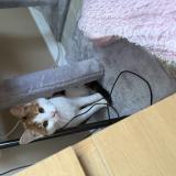 Foto de gato encontrado en Limeil Brevannes