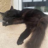 Foto del gato perdido en Sussargue