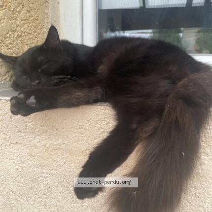 Foto 1/2 Baghira Chat perdido en Sussargue